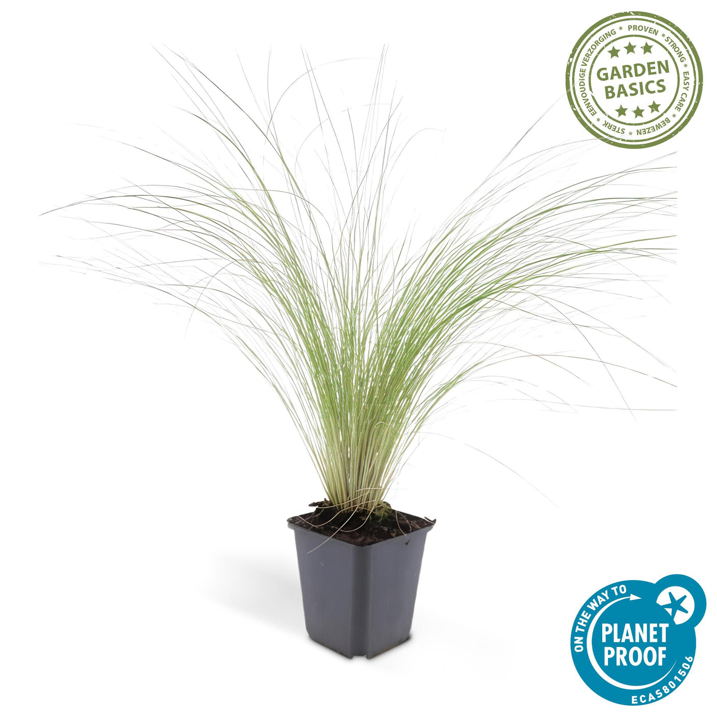 Stipa Tenuissima 'Ponytails' - 48 Pflanzen ↕ 10-25 cm hoch ⟷ 9 cm Topf