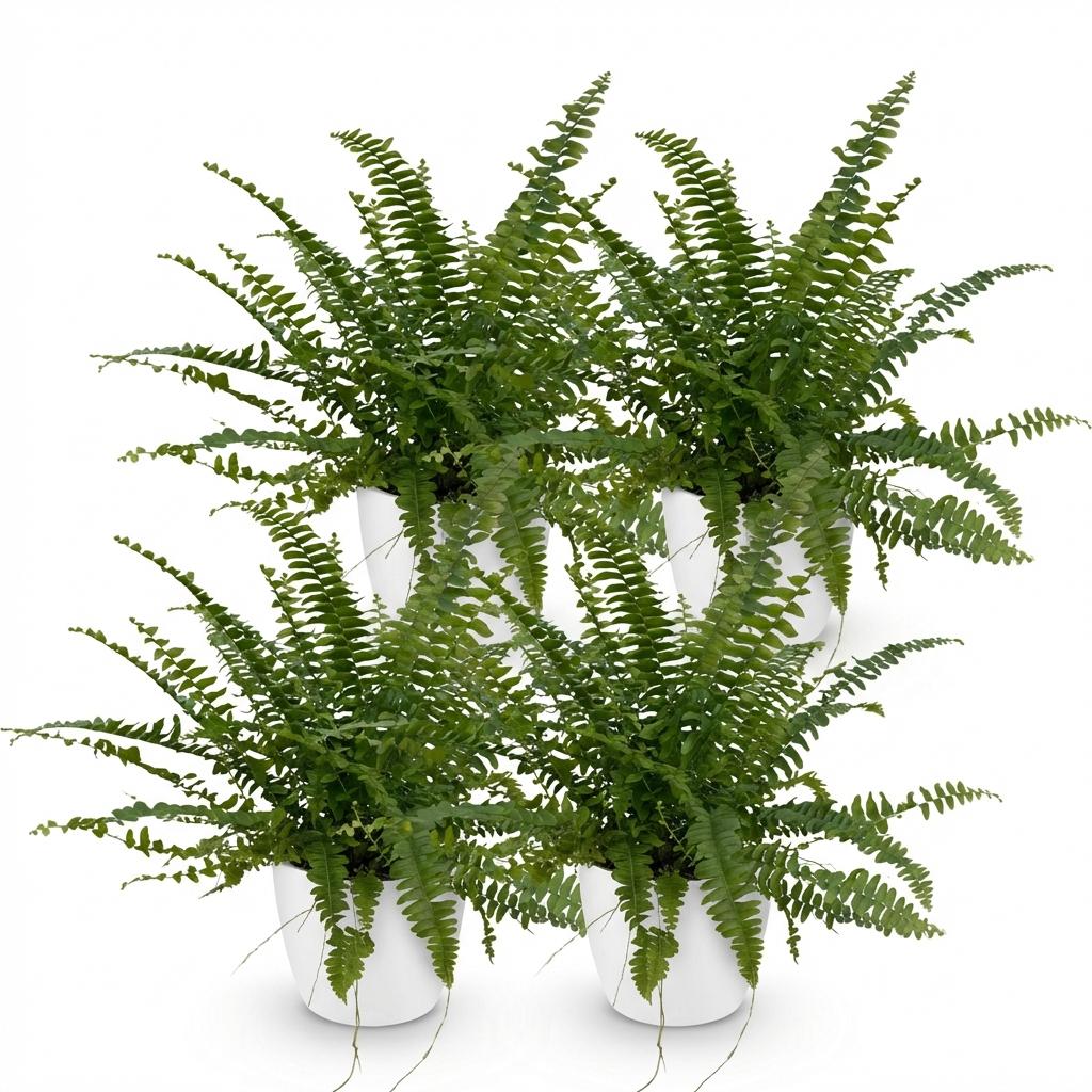 Nephrolepsis Exaltata Green Lady – 4 Pflanzen mit weißem Topf