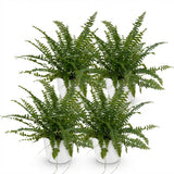 Nephrolepsis Exaltata Green Lady – 4 Pflanzen mit weißem Topf