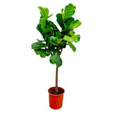 Ficus Lyrata boom ↕ 160 cm hoog  ⟷ 27 cm pot