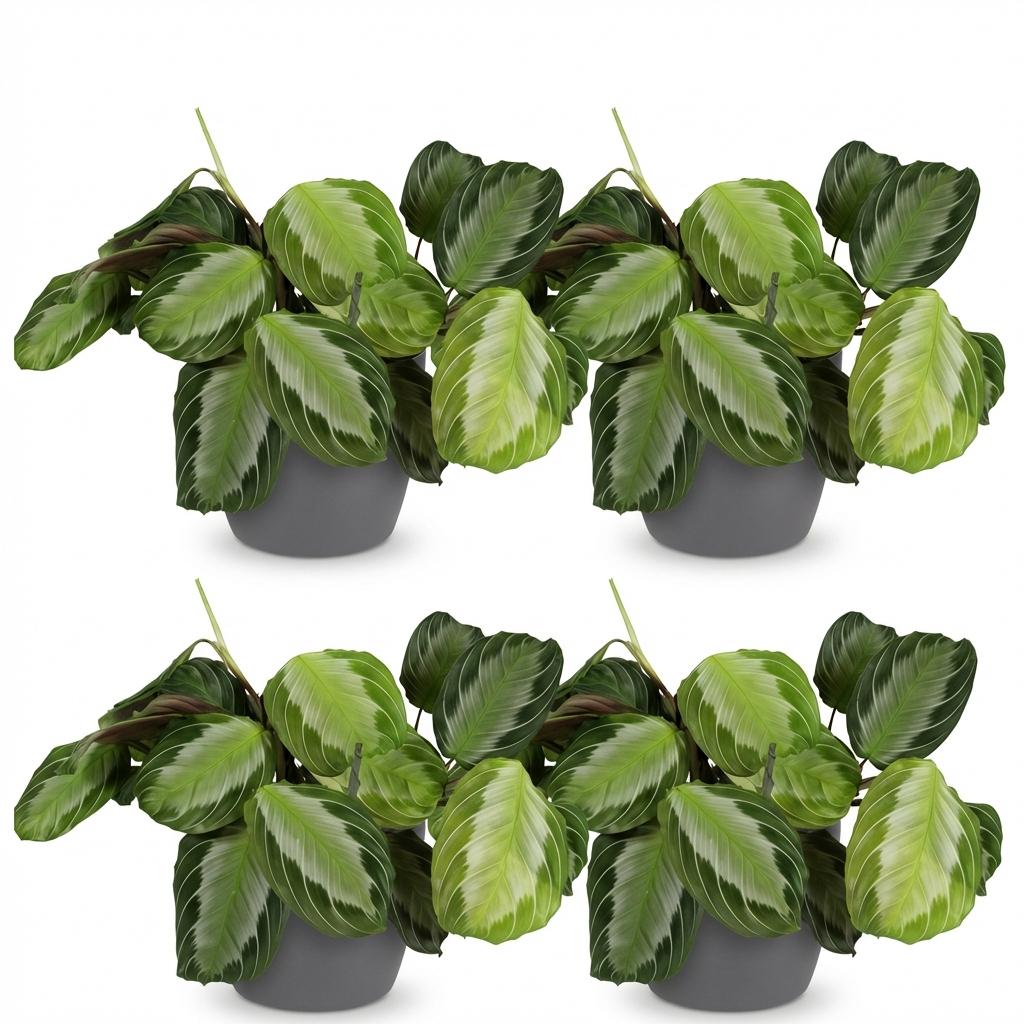 Maranta Fascinator Silverband - 4 Pflanzen im grauen Topf