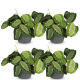 Maranta Fascinator Silverband - 4 Pflanzen im grauen Topf