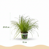 Cyperus alternifolius Zumula - 4 Pflanzen mit weißem Topf