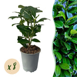 Haagplanten - Prunus laurocerasus Novita - blad groen - 8 planten - 1 strekkende meter - groenblijvend - pot 9cm hoogte 30-35cm