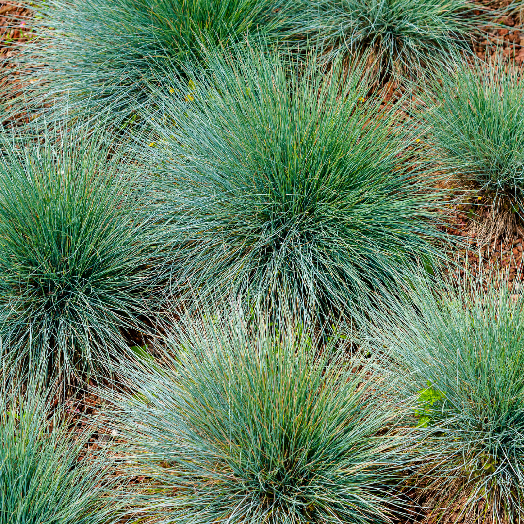 Festuca Gautieri - 60 Pflanzen ↕ 10-25 cm hoch ⟷ 9 cm Topf