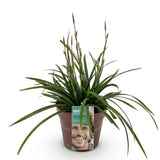 Carex Morrowii Irish Green - 1 planta ↕ 50 cm de alto ⟷ maceta de 17 cm