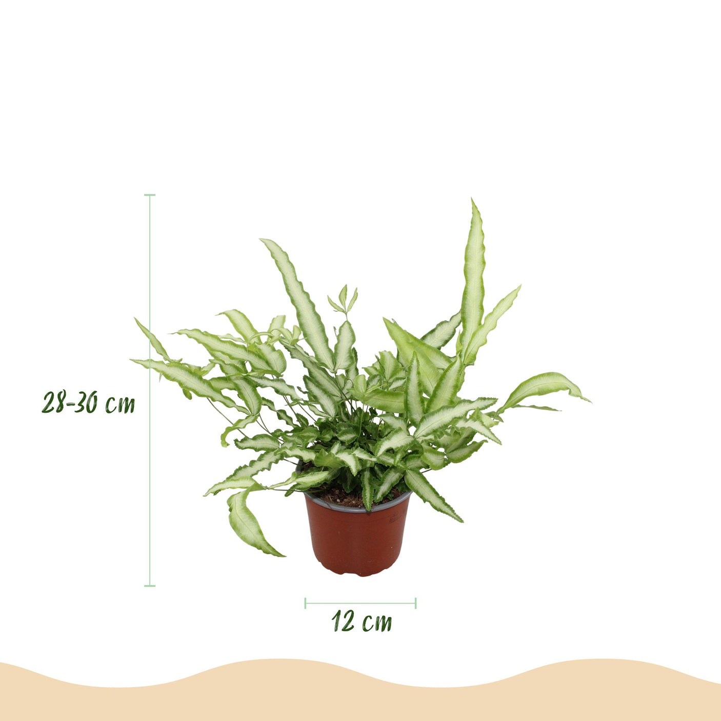 Pteris cretica Albolineata - 4 Pflanzen im grauen Topf