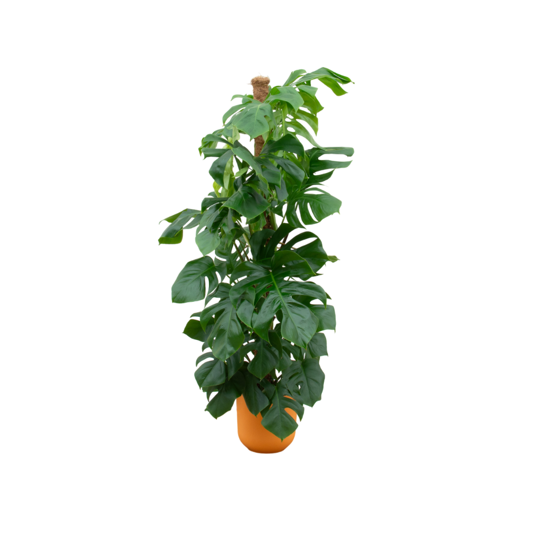 Monstera Pertusum in Elho pot - Jazz Round geel ↕ 150 cm hoog  ⟷ 26 cm pot