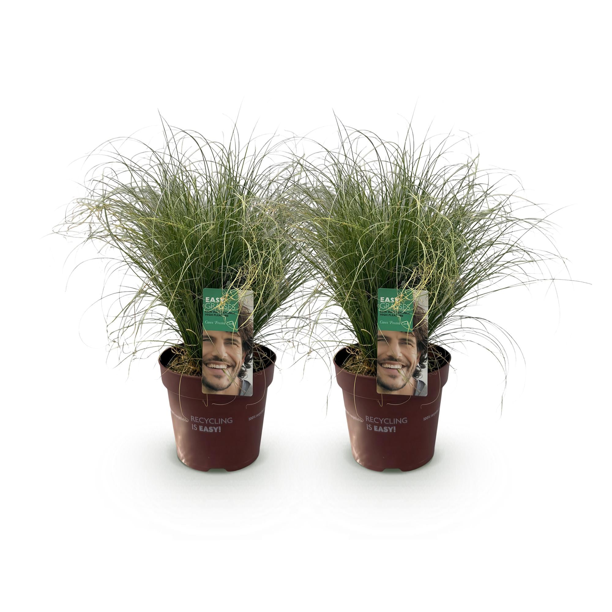 Carex Comans Frosted Curls - 2 Pflanzen ↕ 50 cm hoch ⟷ 17 cm Topf