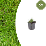 Festuca Gautieri - 6 Pflanzen ↕ 10-25 cm hoch ⟷ 9 cm Topf