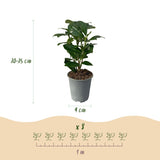 Haagplanten - Prunus laurocerasus Novita - blad groen - 8 planten - 1 strekkende meter - groenblijvend - pot 9cm hoogte 30-35cm