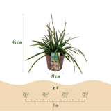 Carex Morrowii Irish Green - 4 Pflanzen ↕ 50 cm hoch ⟷ 17 cm Topf