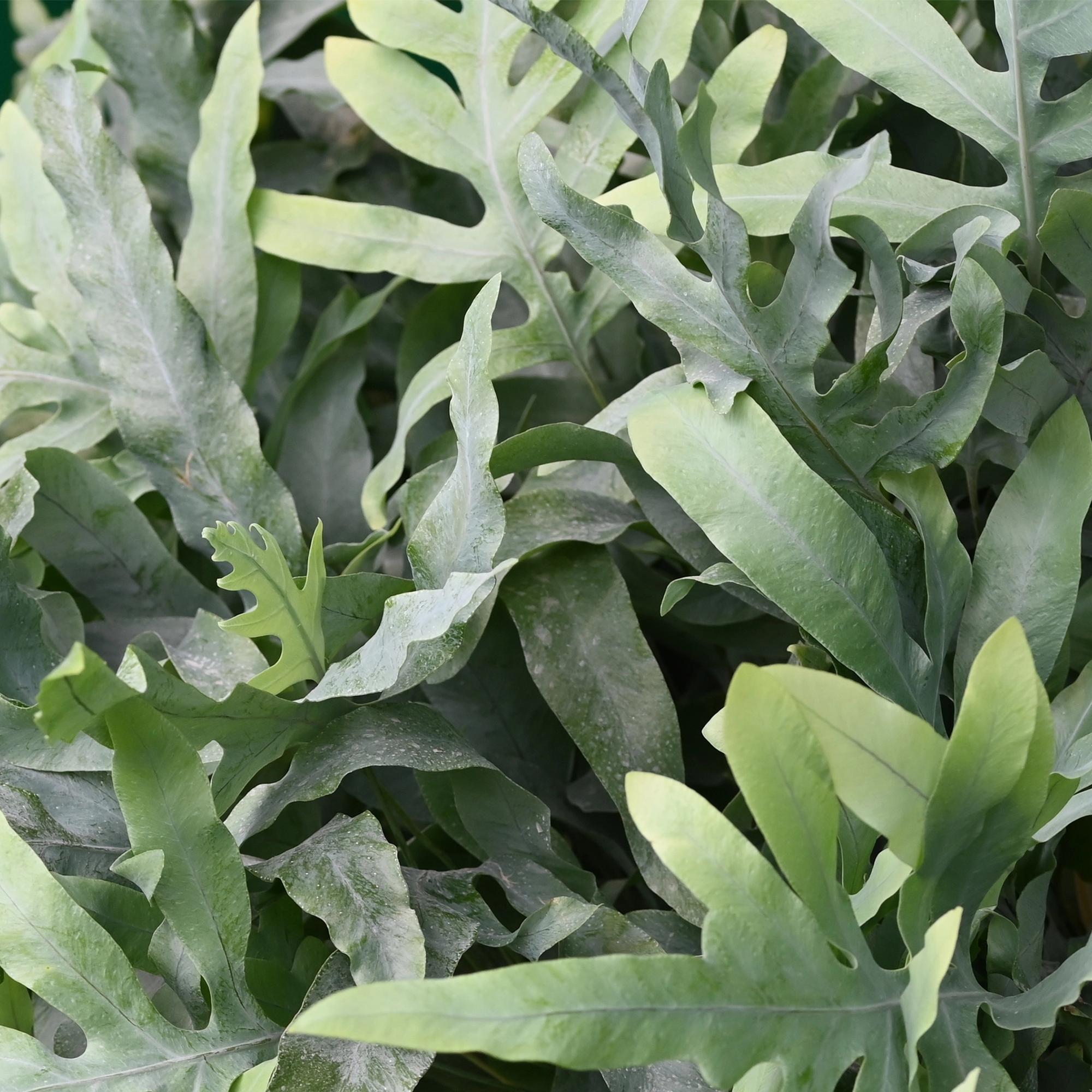 Phlebodium aureum Blue Star – 4 Pflanzen mit Korb