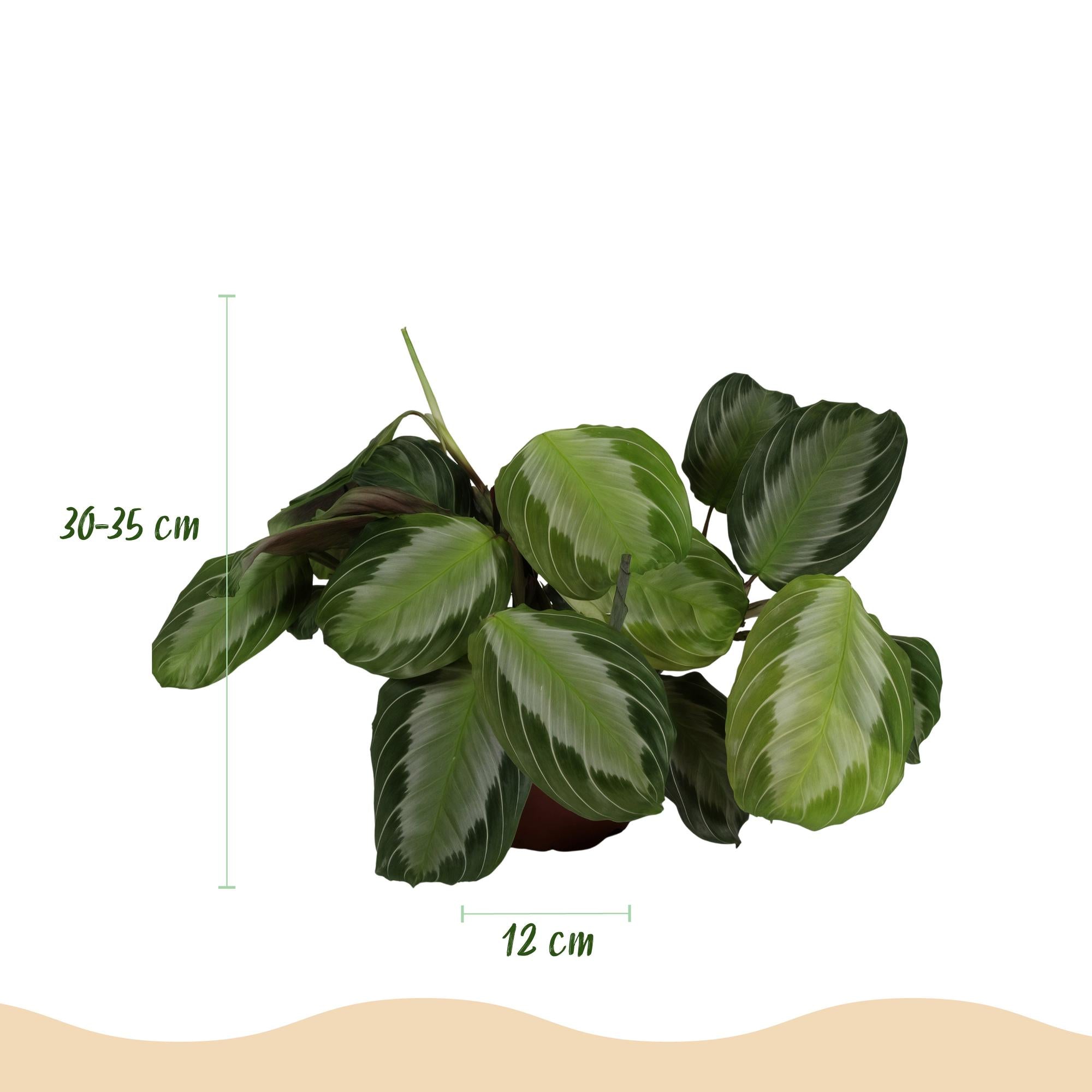 Maranta Fascinator Silverband - 4 Pflanzen mit weißen Töpfen
