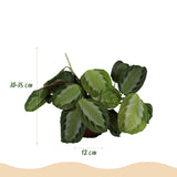 Maranta Fascinator Silverband - 4 Pflanzen mit weißen Töpfen