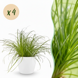 Cyperus alternifolius Zumula - 4 Pflanzen mit weißem Topf