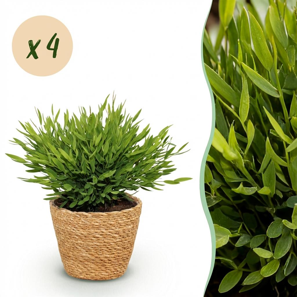 Bamusa Pogonatherum Monica - 4 Pflanzen mit Korb