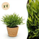 Bamusa Pogonatherum Monica - 4 Pflanzen mit Korb