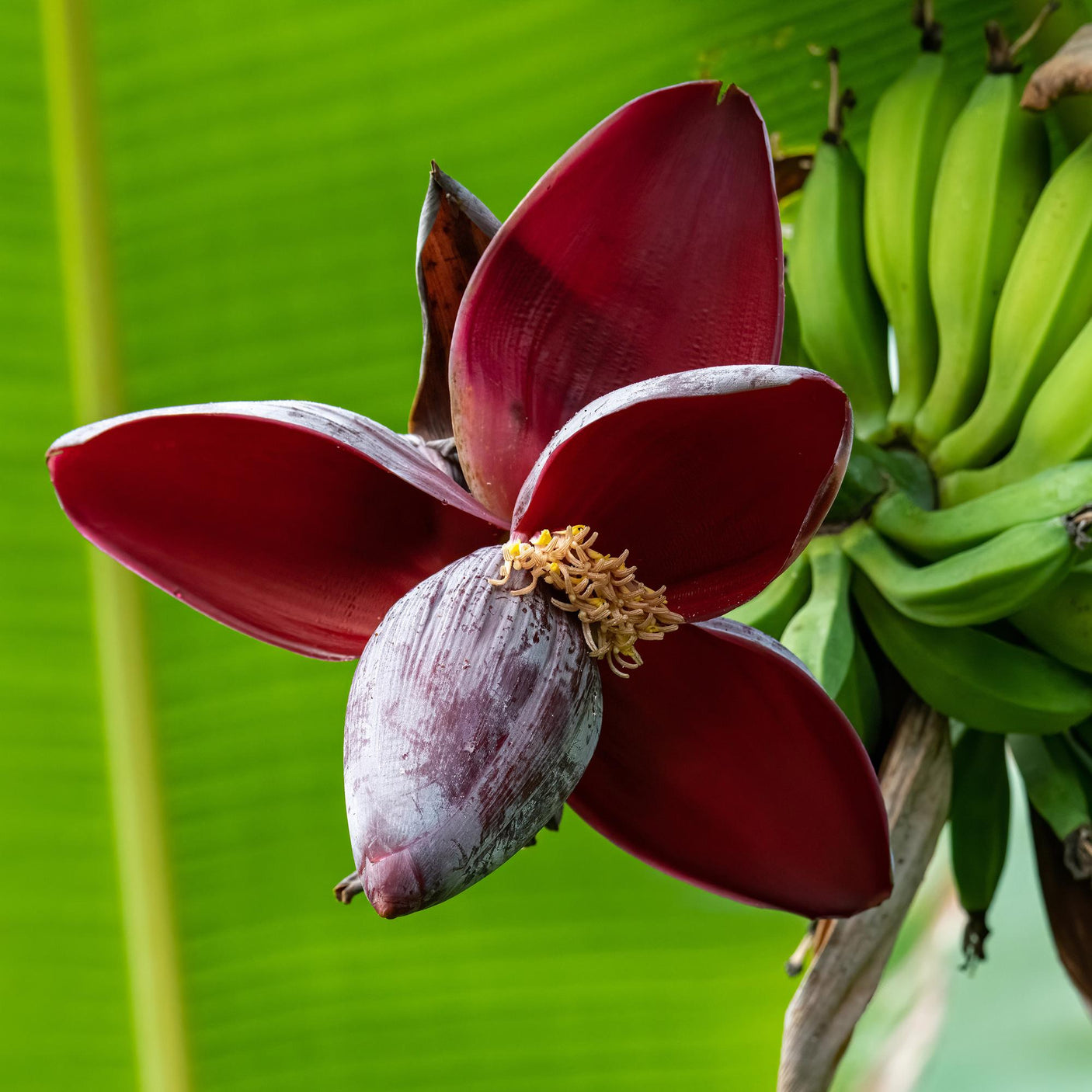Bananen plant - Musa sikkemensis Red Tiger - Winterhard - 6 planten ↕ 40 cm hoog  ⟷ 17 cm pot
