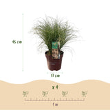 Carex Comans Frosted Curls – 1 Pflanze ↕ 50 cm hoch ⟷ 17 cm Topf