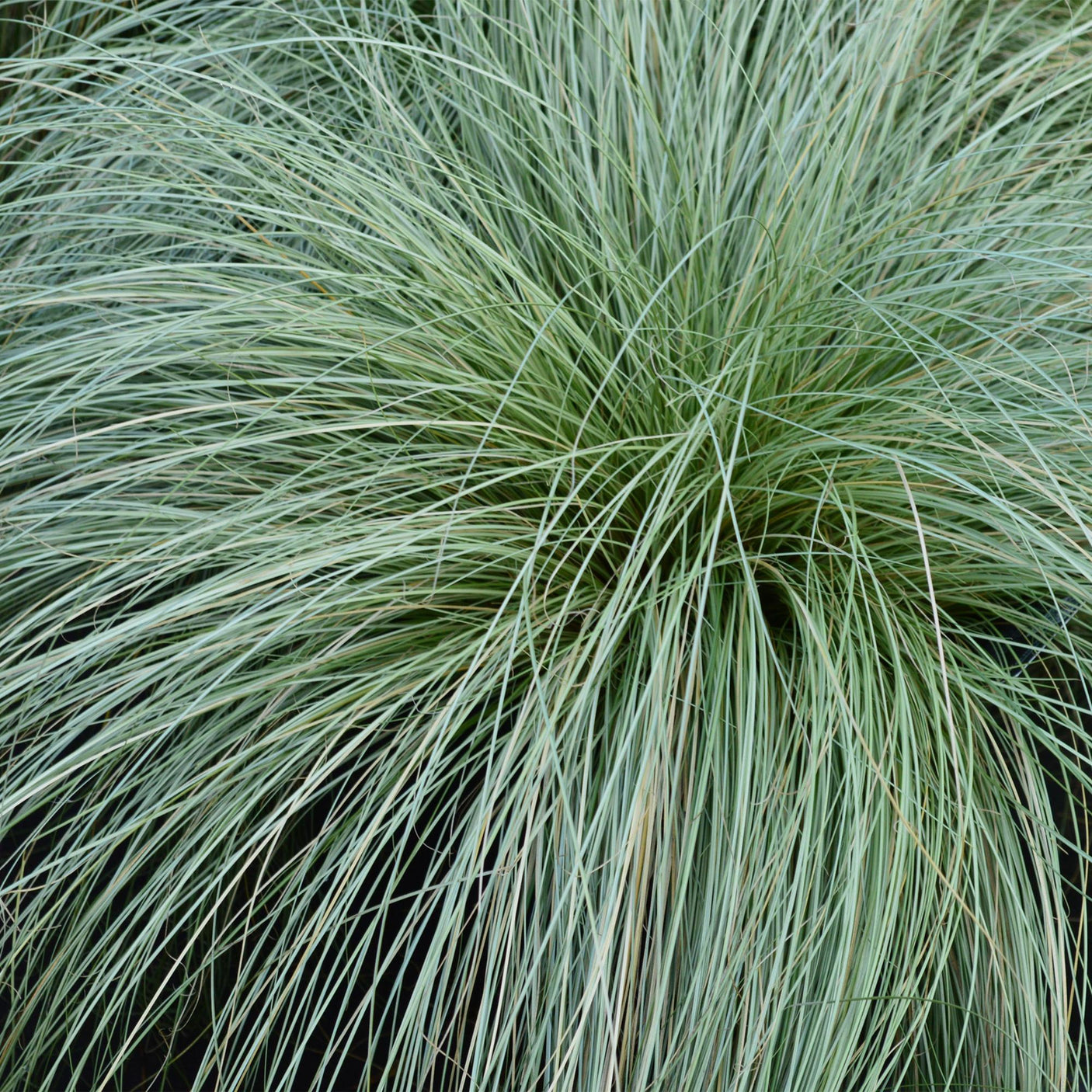 Carex Comans Frosted Curls – 4 Pflanzen ↕ 50 cm hoch ⟷ 17 cm Topf