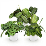 Marantha Silverband - Marantha Lemon Lime - Marantha Kerchoveana - 3 Pflanzen im weißen Topf
