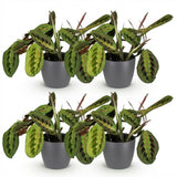 Maranta Fascinator - 4 Planten in grijze pot