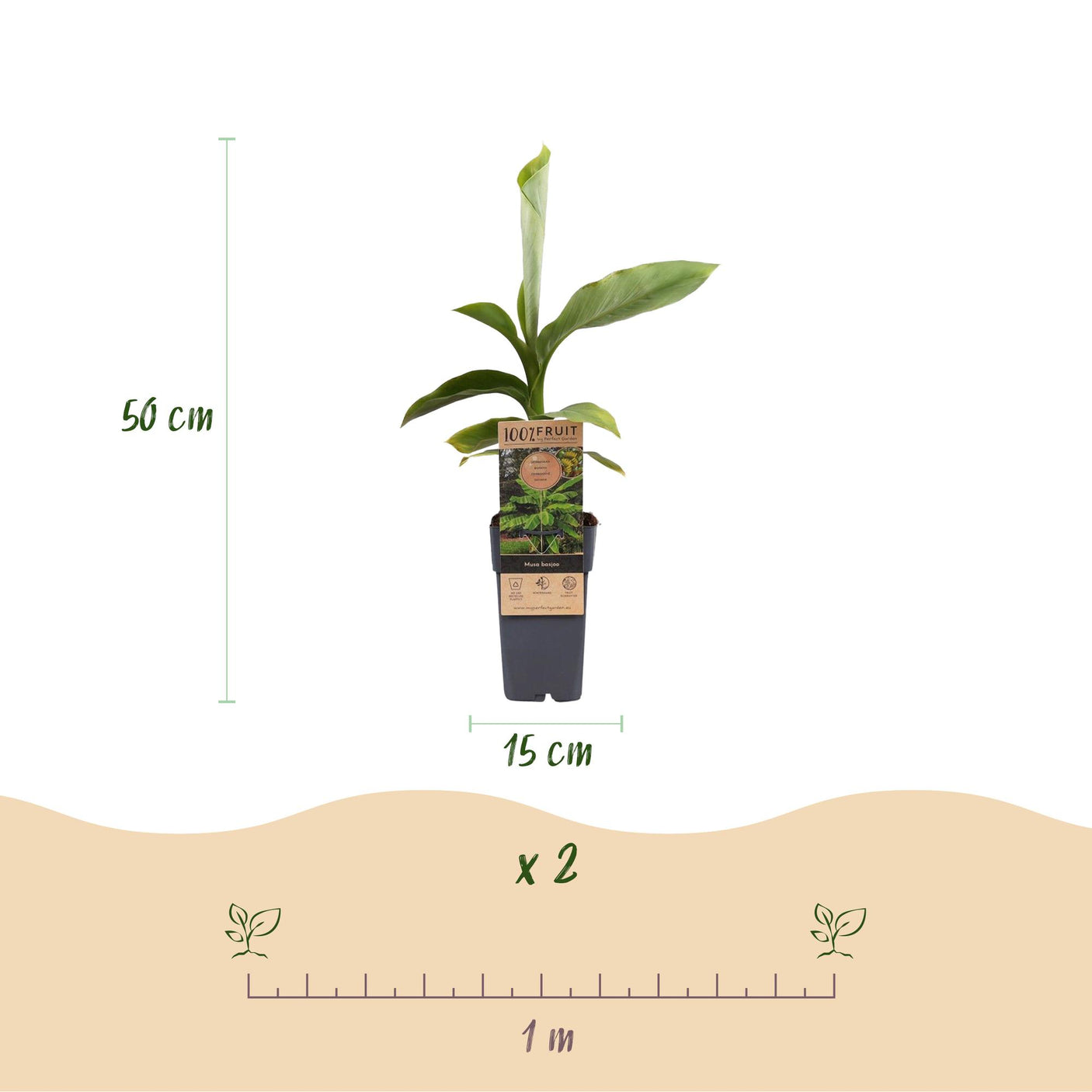Musa Basjoo – 2 Pflanzen ↕ 50 cm hoch ⟷ 15 cm Topf