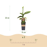 Musa Basjoo – 2 Pflanzen ↕ 50 cm hoch ⟷ 15 cm Topf