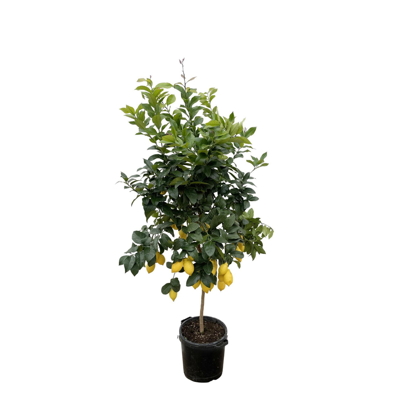 Citrus Lemon ↕ 200 cm hoog  ⟷ 40 cm pot