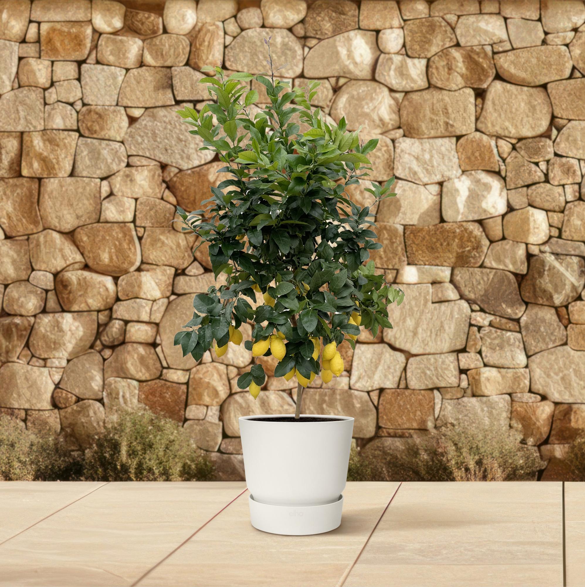 Citrus Lemon ↕ 200 cm hoog  ⟷ 40 cm pot