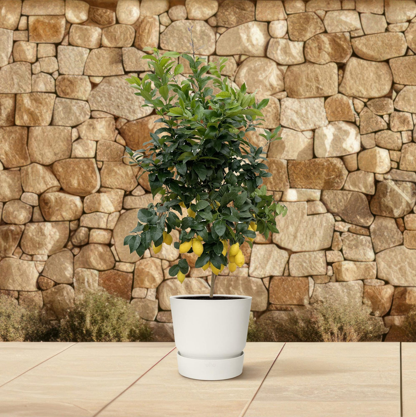 Citrus Lemon ↕ 200 cm hoog  ⟷ 40 cm pot
