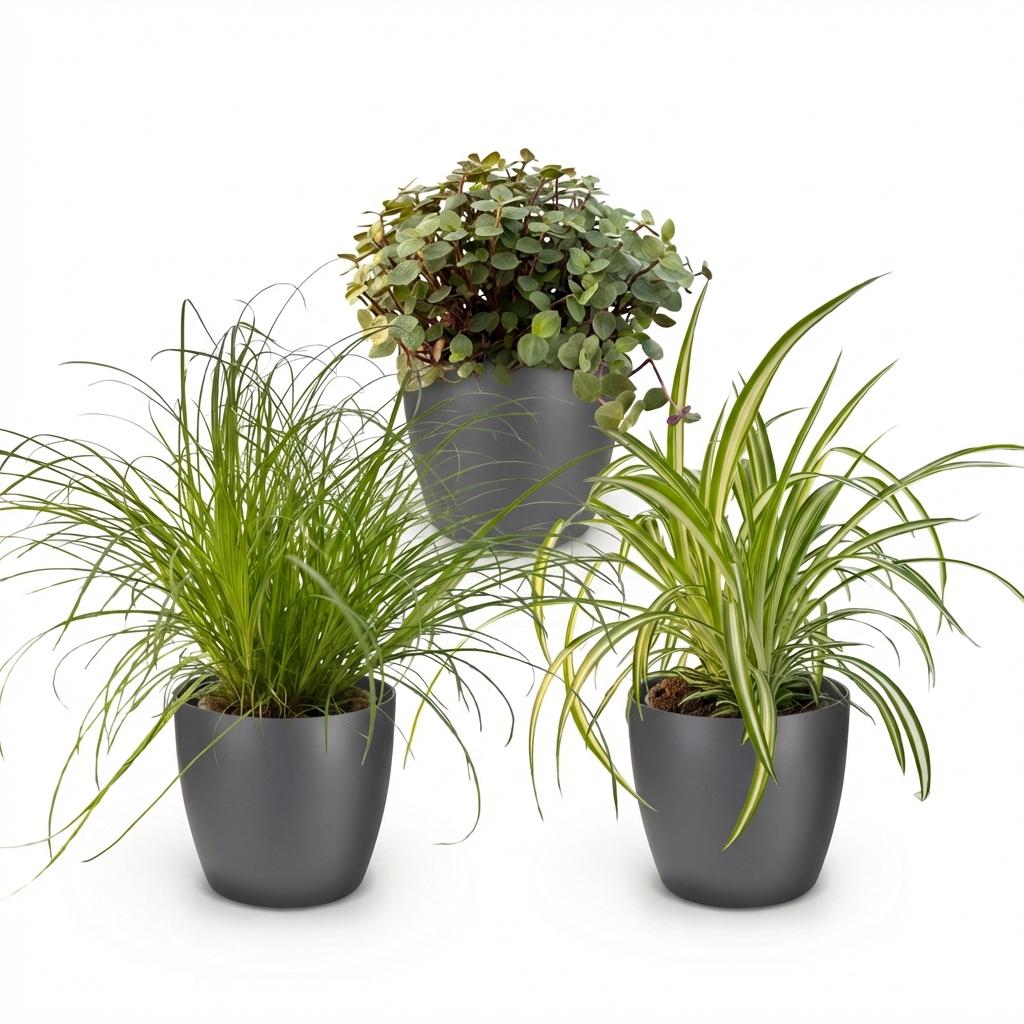 Zypergras - Calissia - Chlorophytum - 3 Pflanzen mit grauem Topf