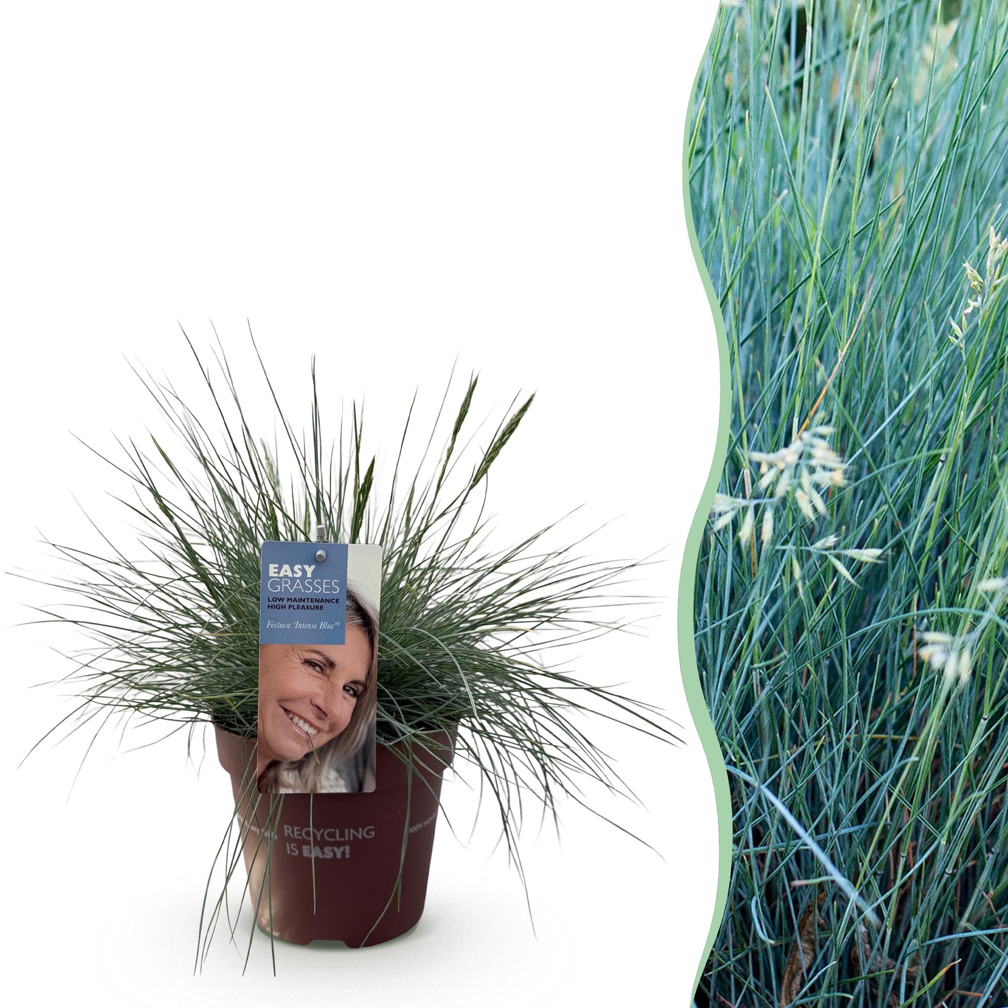 Festuca Glauca Intense Blue – 1 Pflanze ↕ 50 cm hoch ⟷ 17 cm Topf