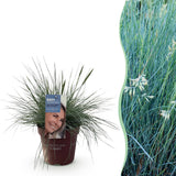 Festuca Glauca Intense Blue – 1 Pflanze ↕ 50 cm hoch ⟷ 17 cm Topf