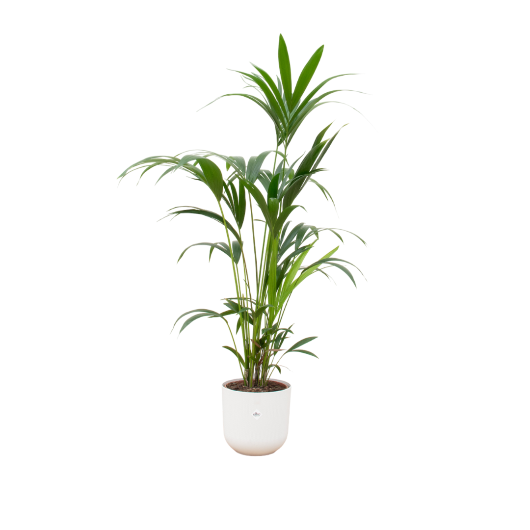 Kentia palm in Elho pot - Jazz Round wit ↕ 160 cm hoog  ⟷ 26 cm pot