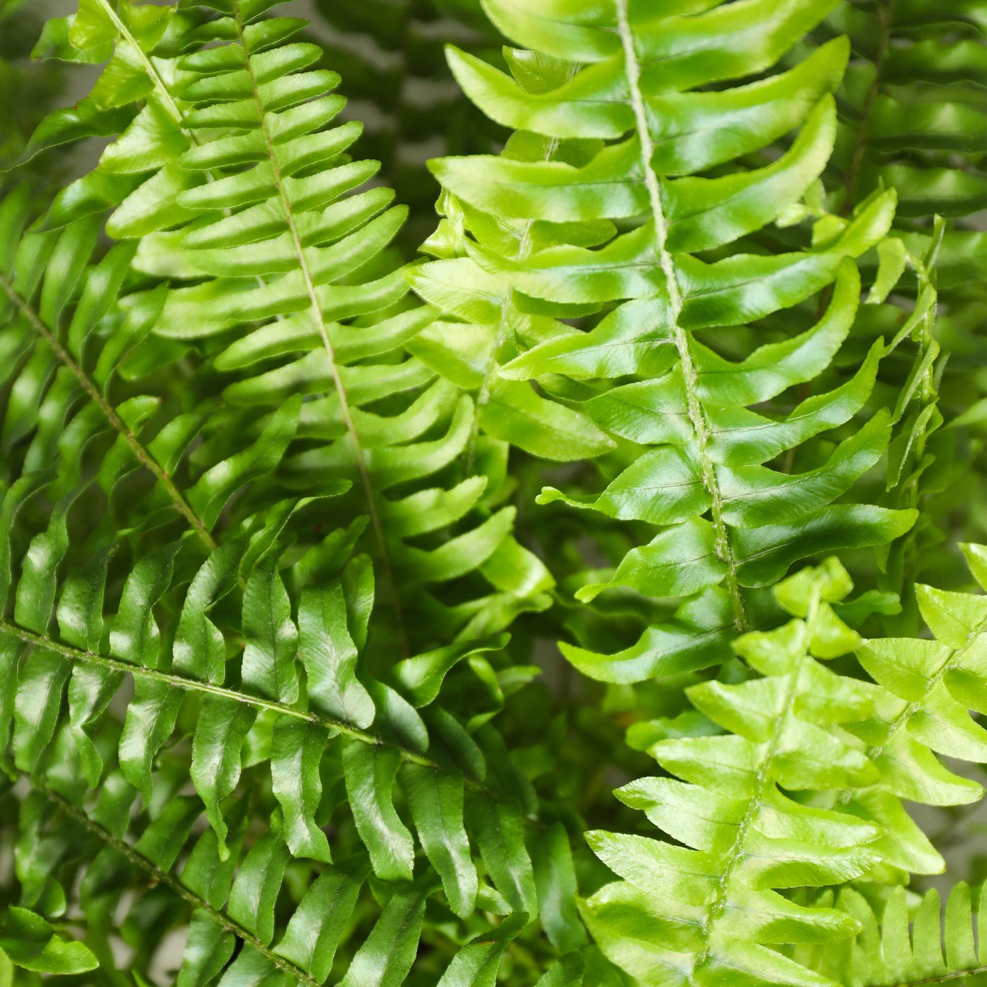 Nephrolepsis Exaltata Green Lady – 4 Pflanzen mit weißem Topf