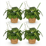 Maranta Fascinator Lemon Lime - 4 Pflanzen mit Korb