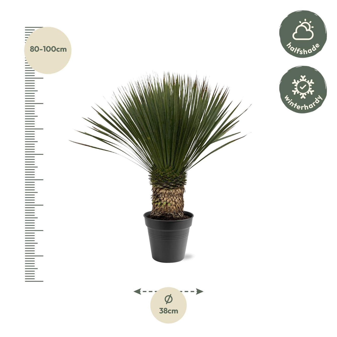 Yucca Rostrata ↕ 80 cm hoch ⟷ 38 cm Topf