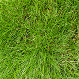 Festuca Gautieri - 6 Pflanzen ↕ 10-25 cm hoch ⟷ 9 cm Topf