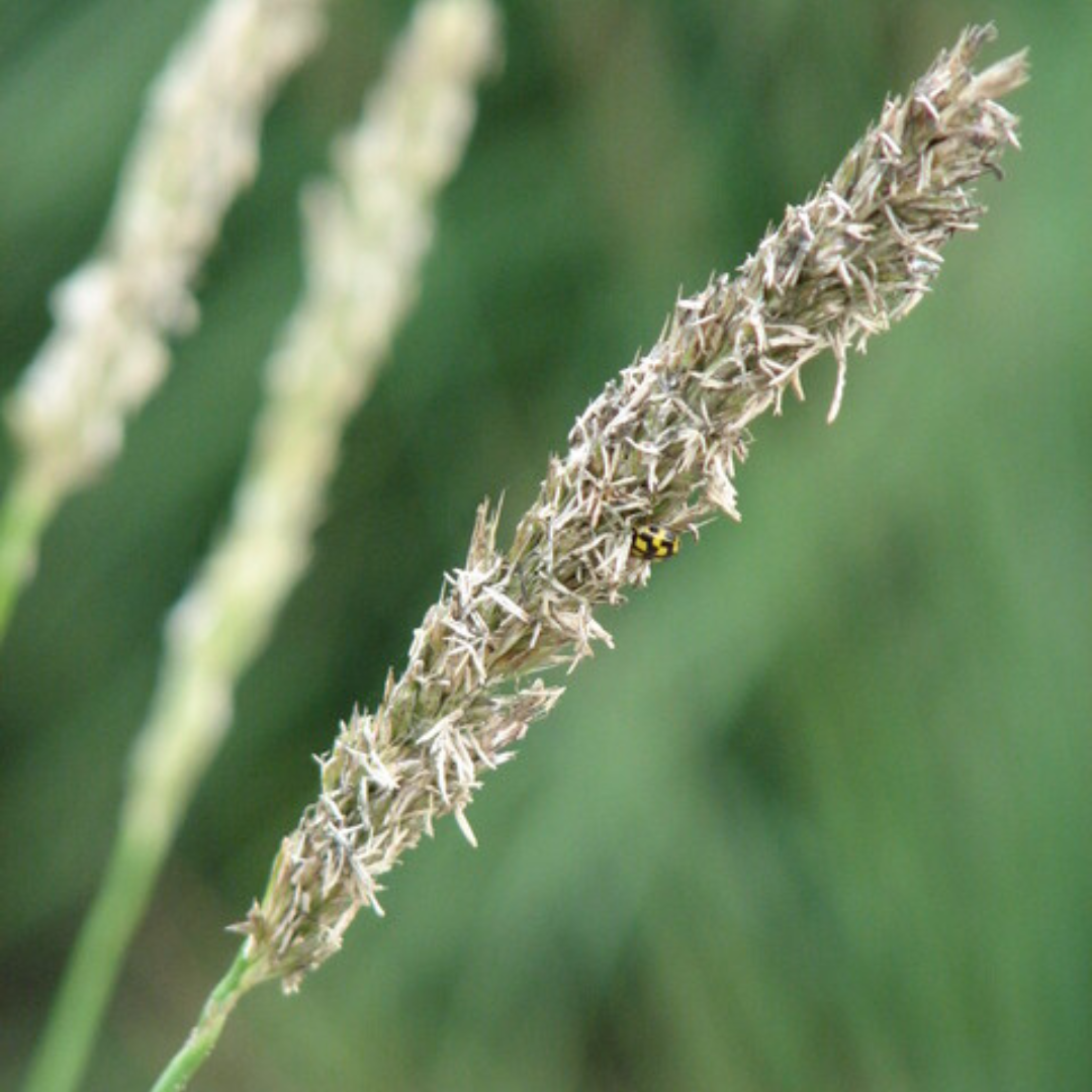 Sesleria Autumnalis - 48 Pflanzen ↕ 10-25 cm hoch ⟷ 9 cm Topf