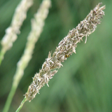 Sesleria Autumnalis - 48 Pflanzen ↕ 10-25 cm hoch ⟷ 9 cm Topf