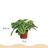 Maranta Fascinator Kerchoveana - 4 Pflanzen mit weißem Topf