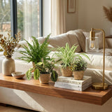 Chlorophytum - Maranta - Callisia - Nephrolepsis - 4 plantas con cesta