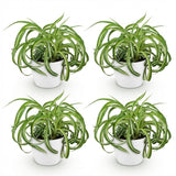 Chlorophytum comosum Bonnie - 4 Planten in Witte pot