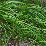 Carex Morrowii – 60 Pflanzen ↕ 10–25 cm hoch ⟷ 9 cm Topf