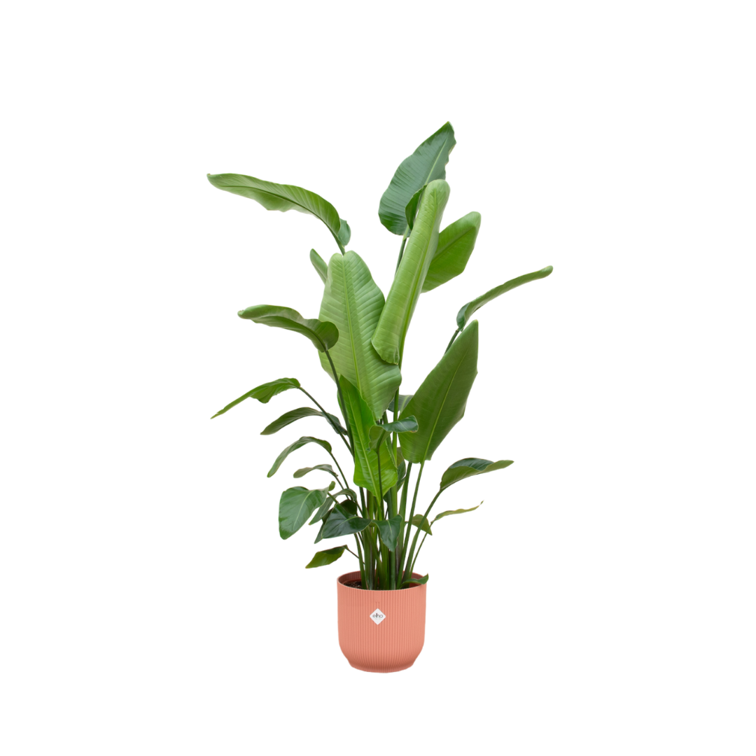 Strelitzia Nicolai in Elho pot Vibes Fold Round roze ↕ 180 cm hoog  ⟷ 30 cm pot