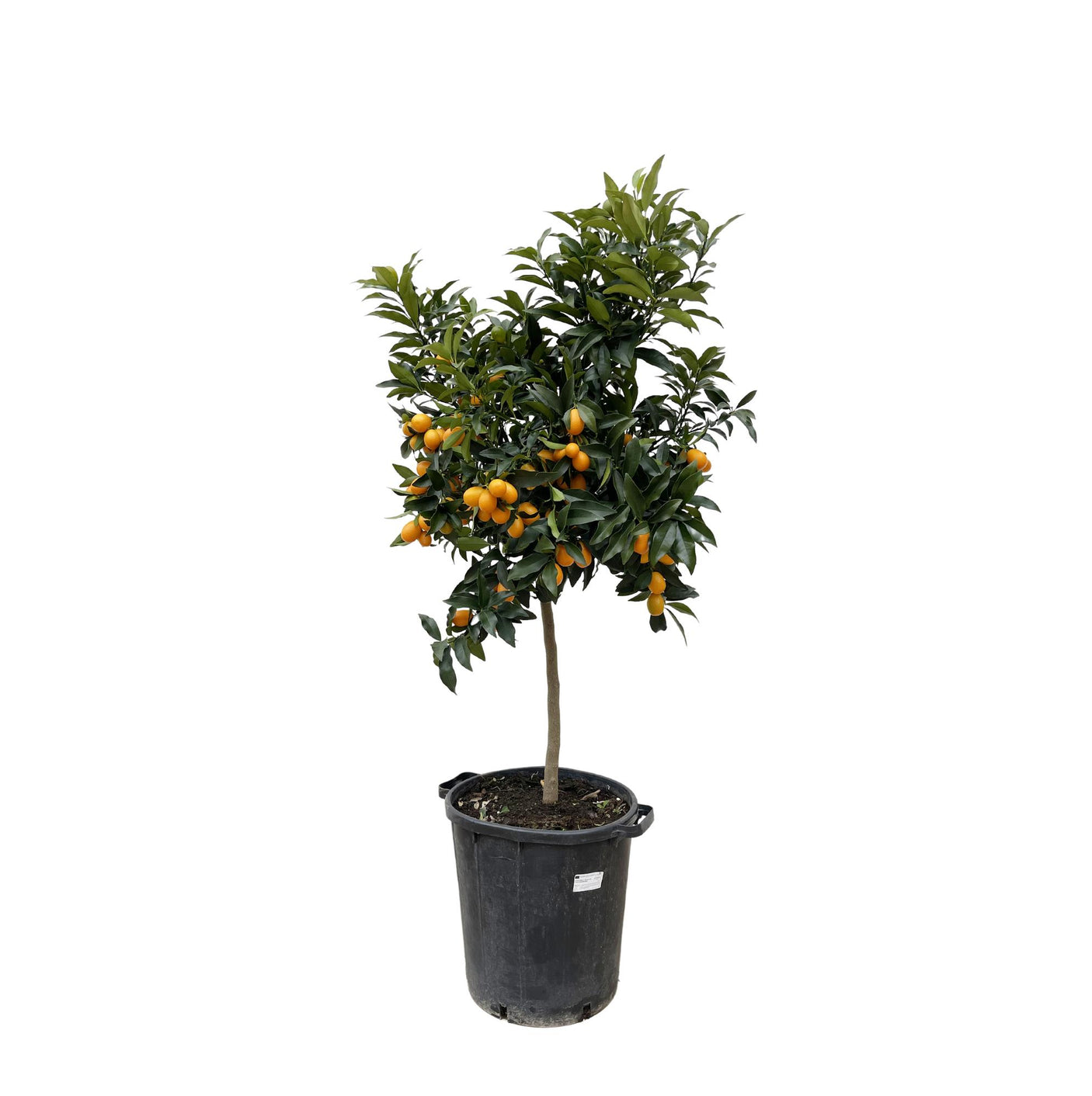 Citrus Kumquat ↕ 150 cm hoog  ⟷ 40 cm pot