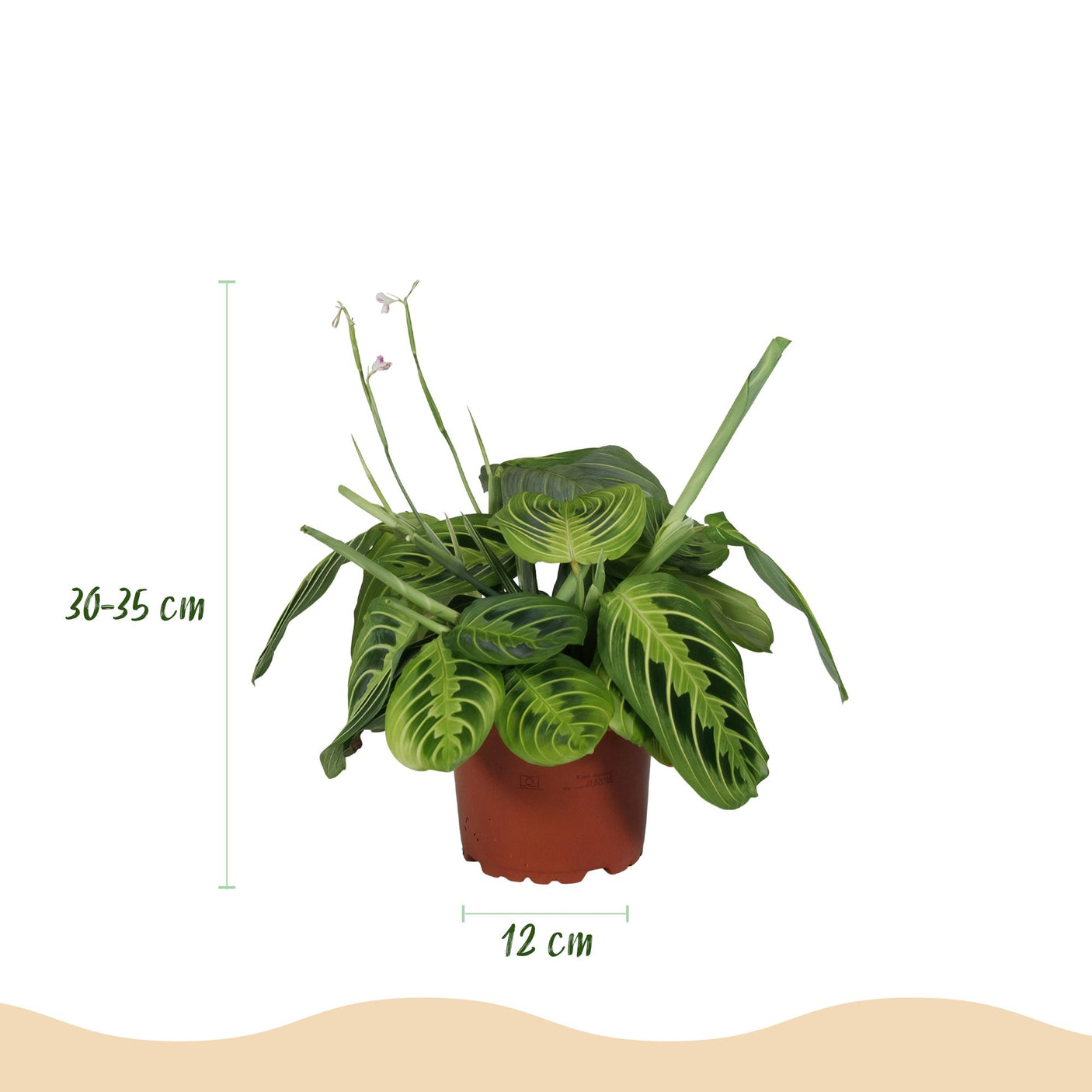 Maranta Fascinator Lemon Lime - 4 Pflanzen mit Korb
