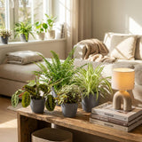 Chlorophytum - Maranta - Calissia - Nephrolepsis - 4 Plantas en maceta gris